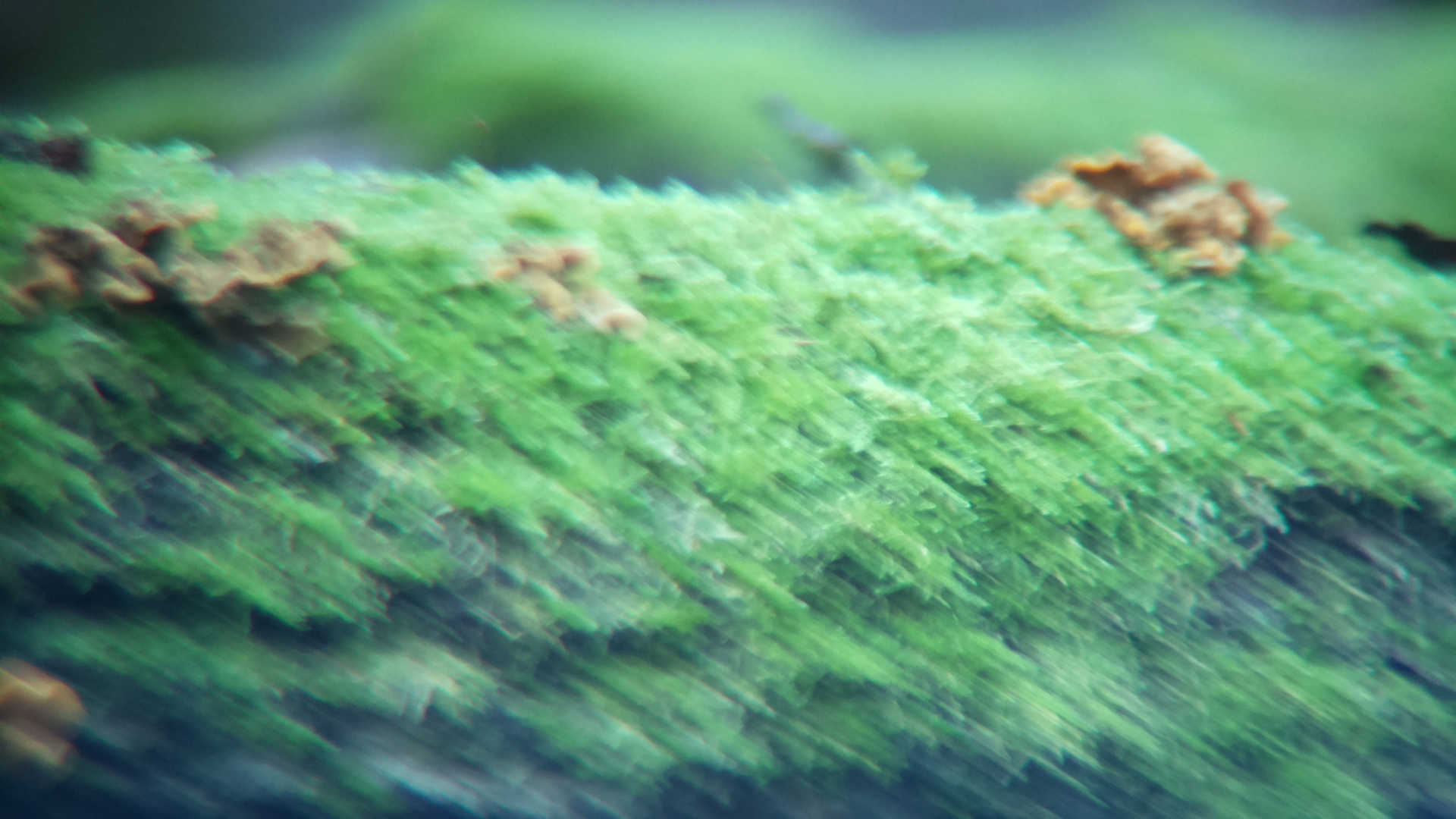 blurry moss on tree stump